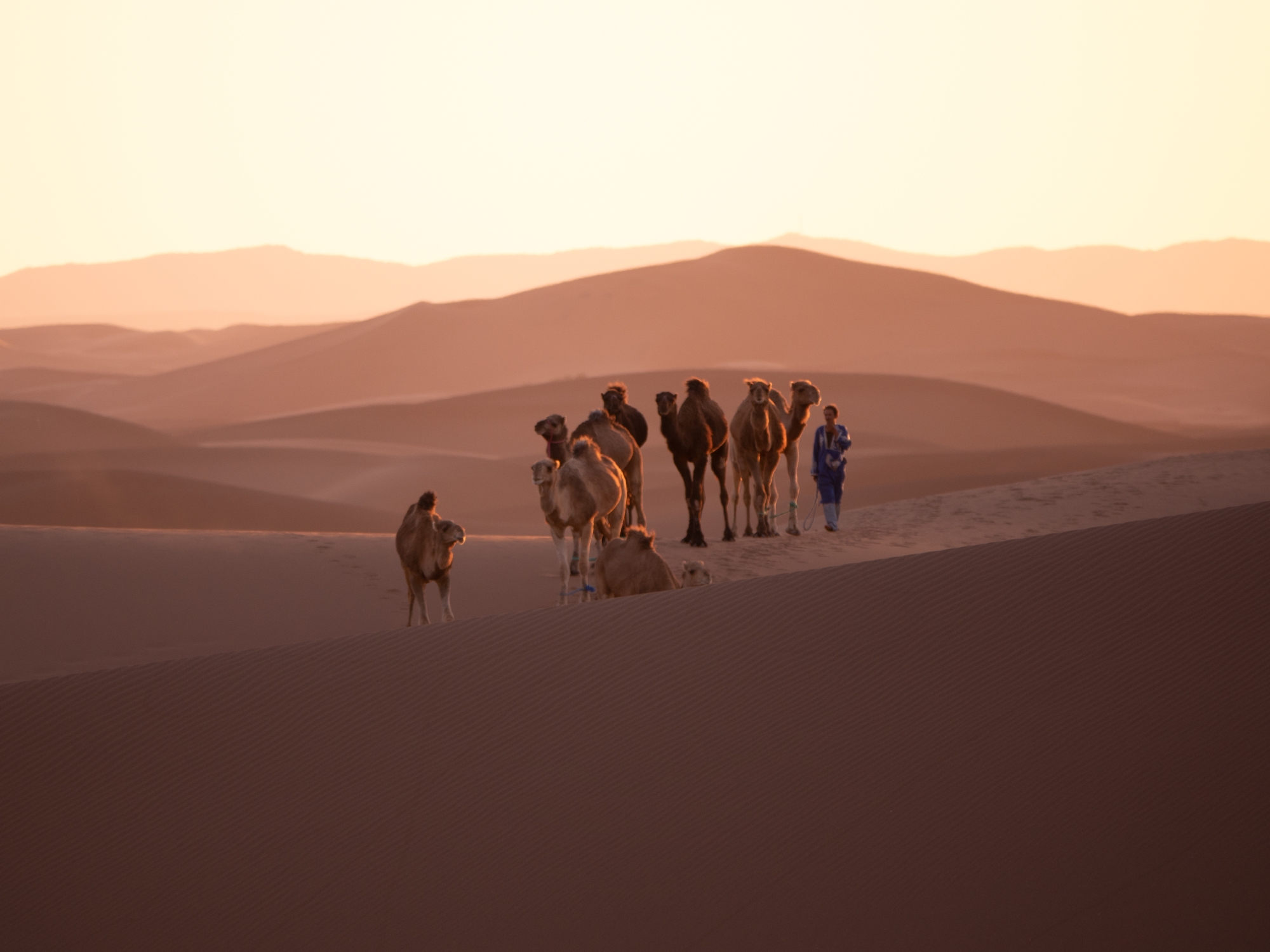Caravane au coucher du soleil dans les dunes du Sahara